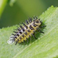 Bryony Ladybird larva, Henosepilachna argus, Alan Prowse